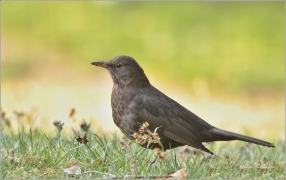 <p>KOS ČERNÝ (Turdus merula) /Common blackbird - Amsel/</p>